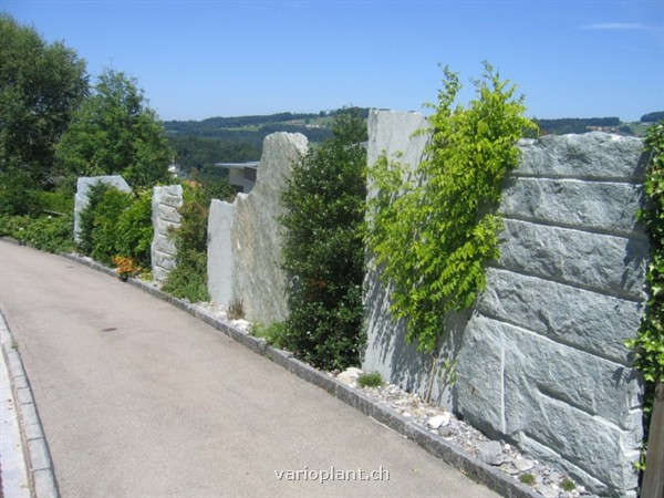 Nach 1 Jahr schon üppiger Bewuchs